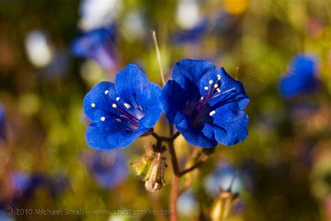 Shutter Mike Photography Arizona Wildflowers 2010 Desert Botanical