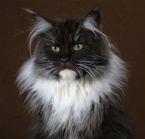 When bred, two black smoke cats can produce four different color patterns: Pin on Beautiful,crazy cats