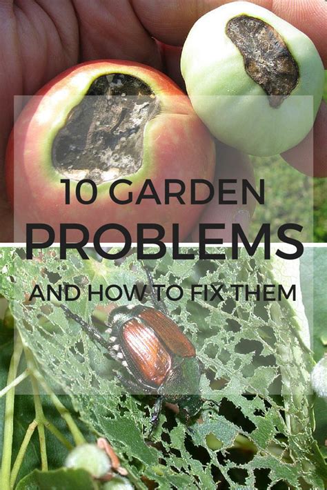 10 Common Garden Problems—and How To Fix Them Garden Problems