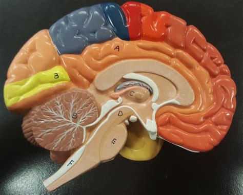 Color Brain Model Midsaggital Section Diagram Quizlet