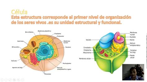 Organismo Pluricelular Composto De Células Com Organoides Membranosos