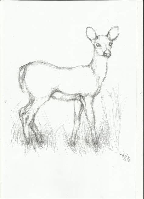Easy Deer Pencil Drawings