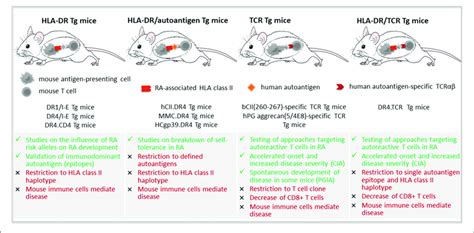 Transgenic Mouse Models Of Rheumatoid Arthritis Transgenic Tg
