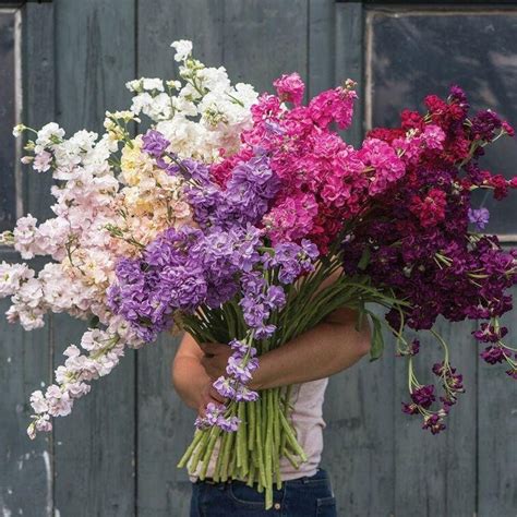 Stock Giant Imperial Mix Flower Seeds Matthiola Etsy