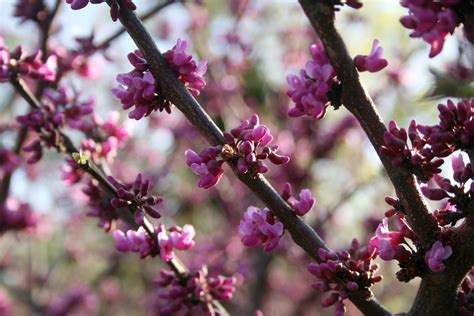 Tlc garden centers provides everything you need to add colorful landscaping around your home, office. oklahoma redbud cercis reniformis | 'Oklahoma' Redbud is ...