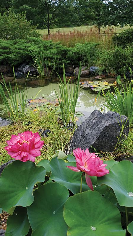 Believe it or not, you can now buy barley straw extract for your garden ponds or even barley straw itself from a number of places (but be people that love doing diy should also invest in a pond vacuum, so it's possible to clean the bottom of the bare garden pond as well. How to Build a Sustainable Sand-Bottom Pond - POND Trade ...