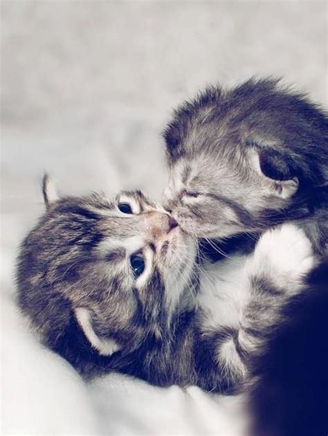Sweet Kitten Kisses Animals Kissing Cute Animals Kissing Cute Animals