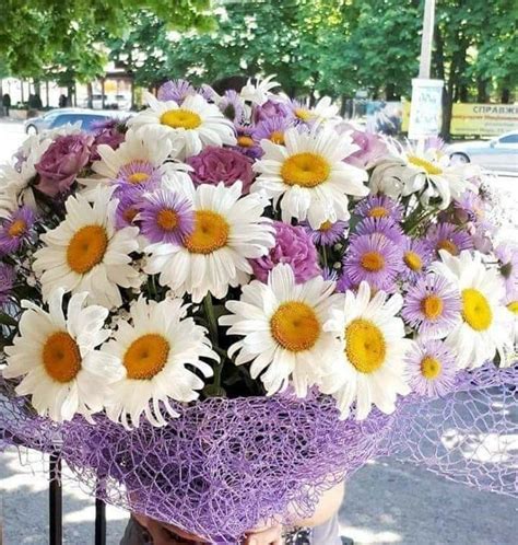 Margherite colorate dei fiori con le foglie verdi dell'edera. Pin di La figlia dei fiori su Margherite | Margherite