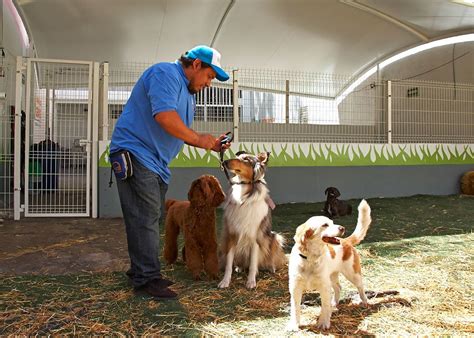 Escuela Y Pensión Para Perros Gran Sur Cdmx Adiestramiento Canino