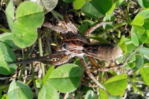 Wolf Spider Vs Grass Spider Similarities And Differences Fauna Facts