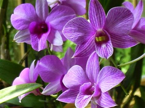 Paling Bagus 29 Gambar Anggrek Dendrobium Phalaenopsis Gambar Bunga Hd