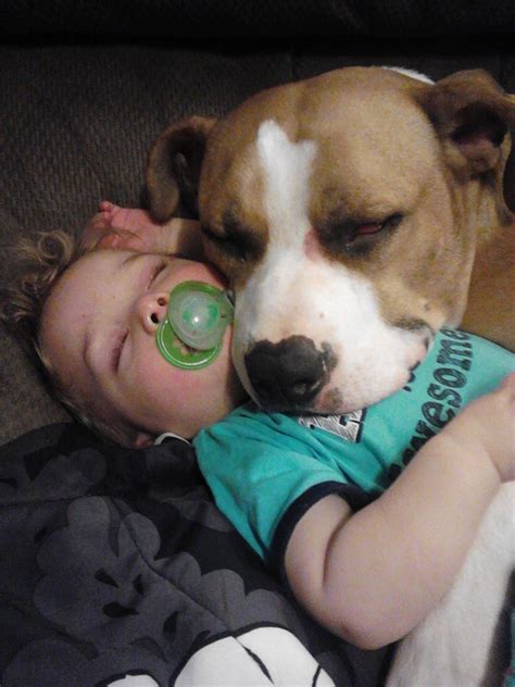 Pitbulls Are Actually The Original Nanny Dog This Picture