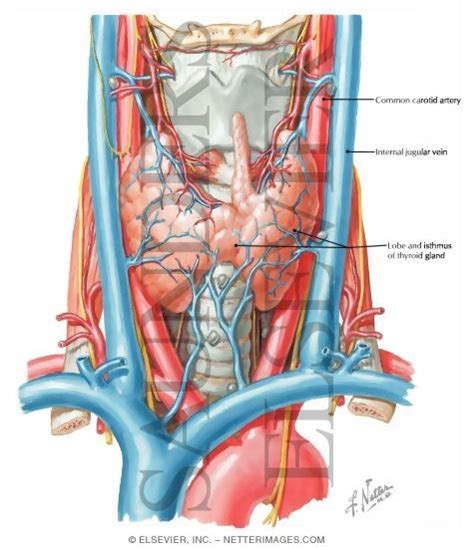 It contains blood vessels and nerves that supply structures in the head to the body. Thyroid Gland and Major Neck Vessels