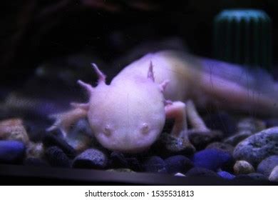 Mexican Walking Fish Axolotl Ambystoma Mexicanum Stock Photo 1535531813