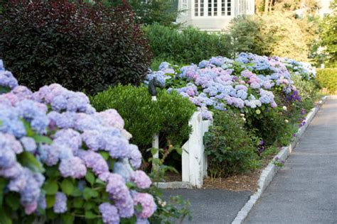 Now it's easier to find great businesses with recommendations. Hydrangea macrophylla 'Wyatt LeFever' Dear Dolores(TM ...