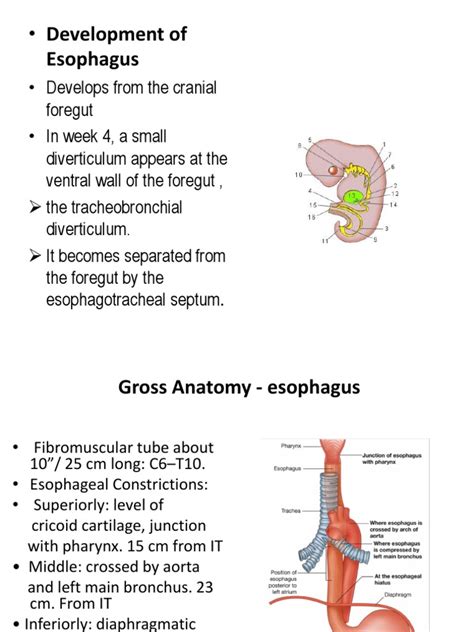 Esophagus Brs Esophagus Digestive Diseases