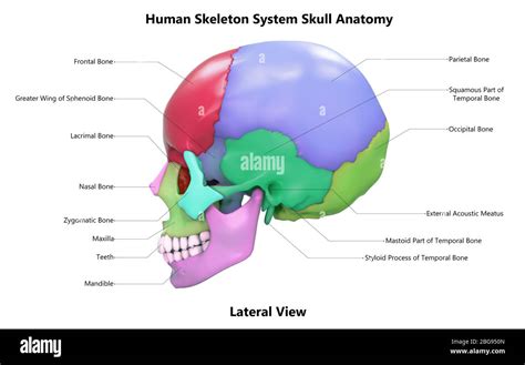 Human Skeleton System Skull Bone Parts Anatomy Stock Photo Alamy