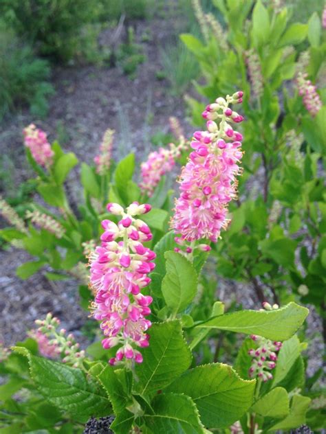Summersweet Plant Tips For Clethra Alnifolia Care