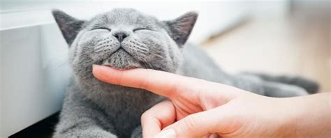 Cat Care 101 8 Tips For A Happy And Healthy Kitty Four Paws