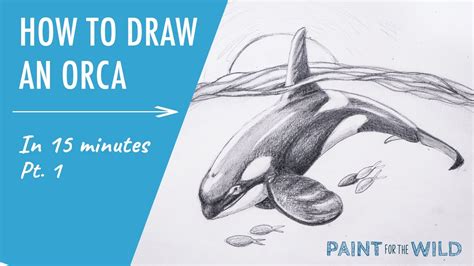 How To Draw An Orca Pt Youtube