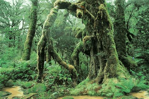 The Tropical Rainforests Of Southeast Asia