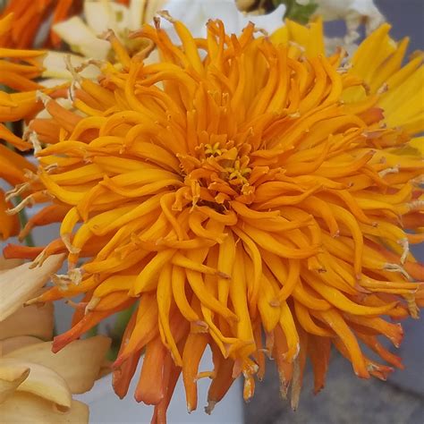 Green Thumb Gardening | Farmington ME