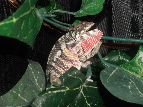 Often referred to as blue heeler, red heeler, and queensland heeler, this breed is considered to be one of the three most popular dog breeds in australia. Gorgeous Red Bar Ambilobe Panther Chameleon FOR SALE ADOPTION from Hickory North Carolina ...