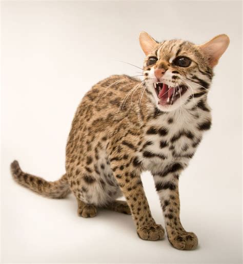 Leopard Cat Prionailurus Bengalensis Chinensis Named