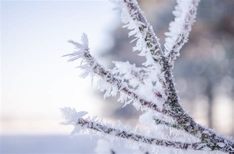 Free Images Tree Nature Branch Cold White Flower Frost Ice