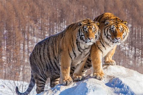 Siberian Tigers In Winter Jim Zuckerman Photography Photo Tours