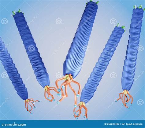 Group Of Filamentous M13 Phage Virus 3d Rendering Stock Illustration