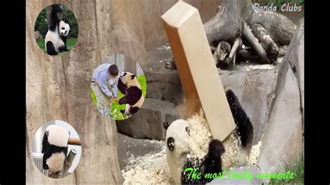 Panda Teamwork 🐼 Aww Cute Panda Funniest Animals Compilationpart 3