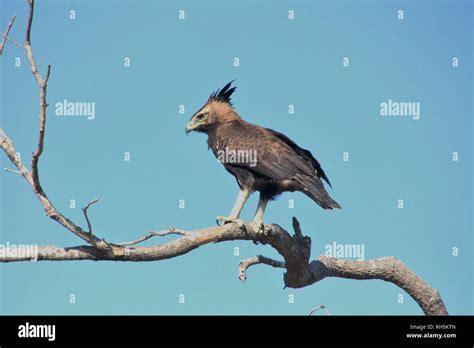 Middle East Birds Hi Res Stock Photography And Images Alamy