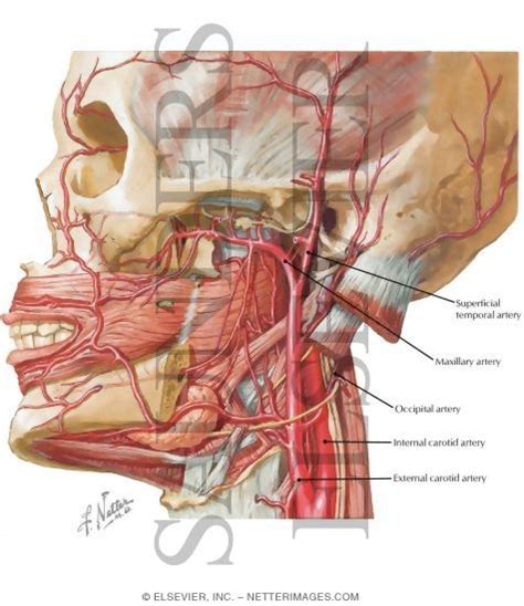 They are the carotid arteries, and they carry blood to the brain. Vascular Supply of the Lips and Cheek