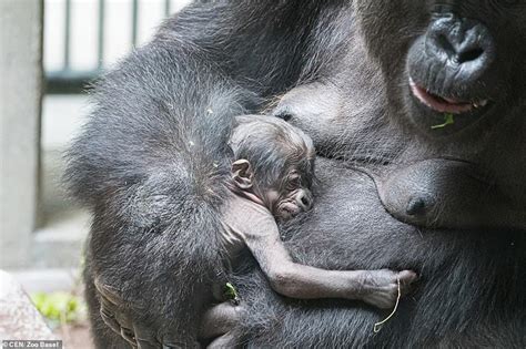 Basel S Newborn Gorilla Enjoys A Snooze As Its Mother Faddama Cradles The Infant In Her Arms