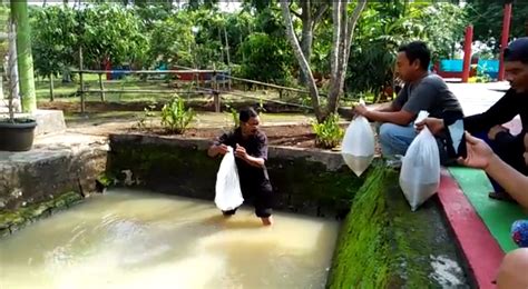 Tanpa mendengar omongan ikan yang paling muda, ikan tertua memutuskan untuk meninggalkan kolam. Penebaran Benih Ikan Nila Festival Wisata Sawah, Gunungan ...