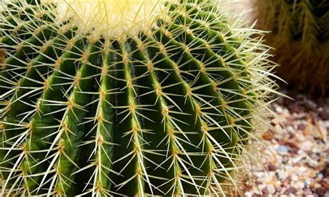 Terranova Viveros Por Que Tienen Espinas Los Cactus