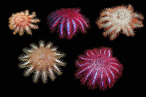 Crown Of Thorns Starfish Composite Image Showing Different Photograph