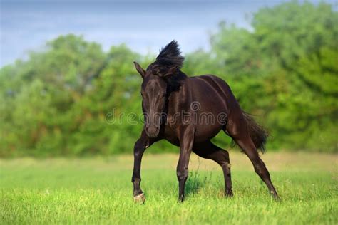 Horse Run In Green Grass Stock Image Image Of Active 247695799