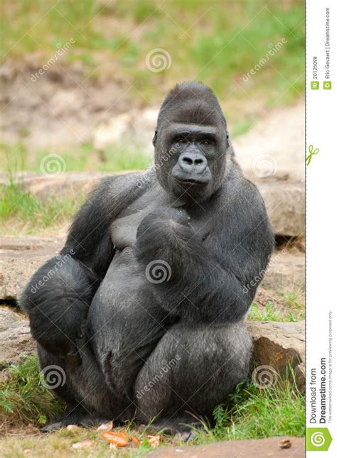 The name mux stands for. Gorila Masculino Del Silverback Foto de archivo - Imagen ...