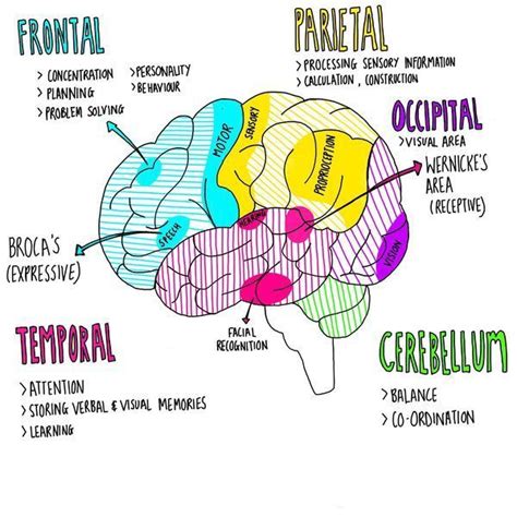Anatomy And Function Of The Brain Medschool Doctor Medicalstudent