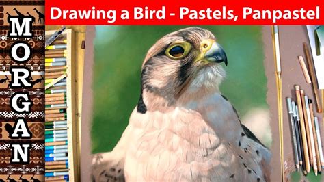 Drawing A Bird With Pastel Pencils And Panpastel Jason Morgan Wildlife