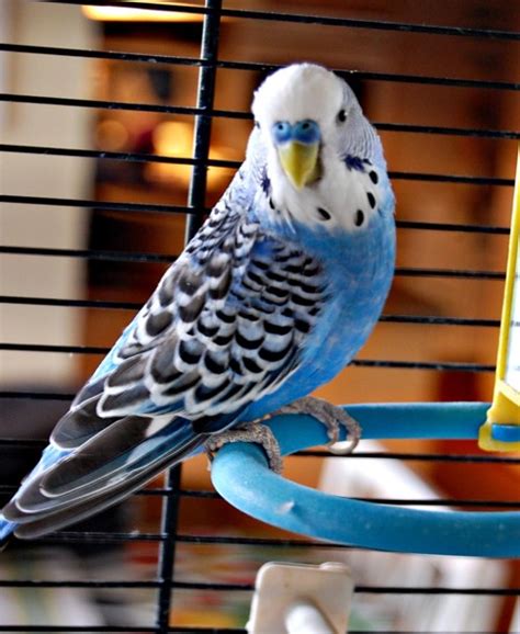 Budgies Are Awesome Blue Budgies In The Wild A Sad Story
