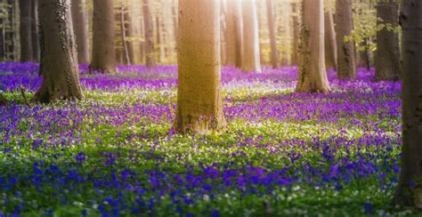 6 Types Of Bluebell Flowers For Your Yard 2022