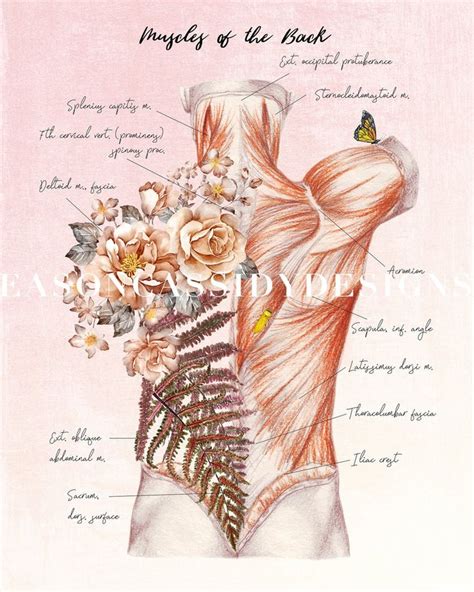 Gift For Massage Therapist Floral Anatomy Massage Room Art Muscular System Posters Massage