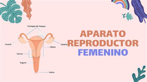Aparato Reproductor Femenino Ciclo Menstrual Y Anticonceptivos