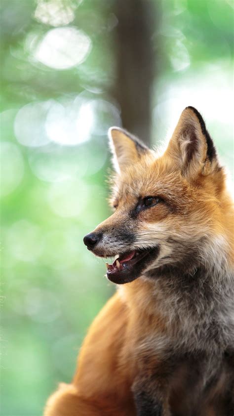 Ezo Red Fox Fox Red Fox Fabulous Fox