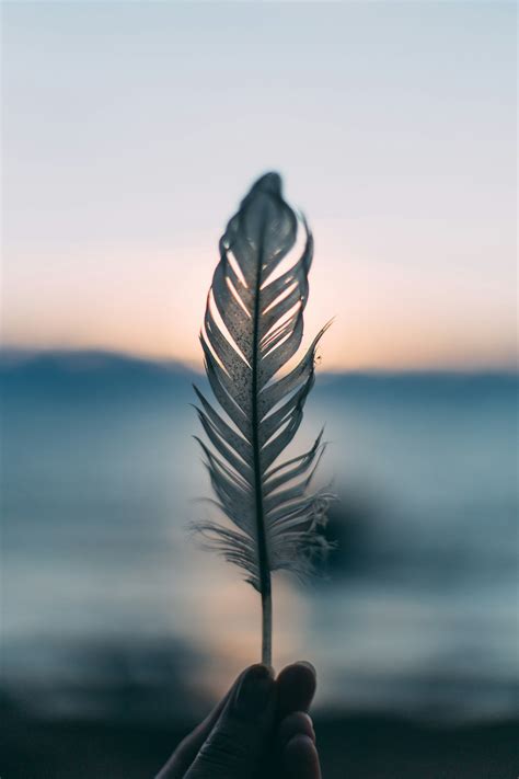 500 Feather Pictures Hd Download Free Images On Unsplash