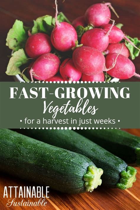 12 Fast Growing Vegetables For Your Backyard Garden