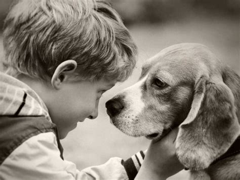 5 Beneficios Que Aportan Los Perros Para Niños Con Autismo Las Almenas